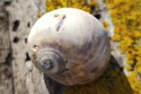 Naticarius hebraeus