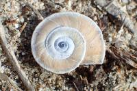 Xerosecta explanata