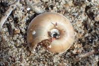 Xerosecta explanata