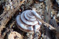 Trochoidea trochoides
