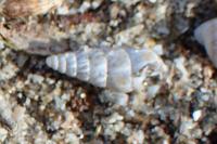 Cochlicella acuta