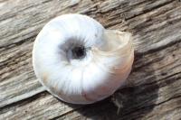 Xerosecta explanata