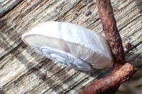 Xerosecta explanata