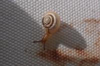 Hygromia limbata