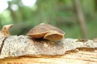 Helicigona lapicida