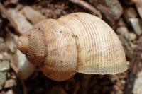 Pomatias elegans