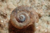 Paralaoma servilis