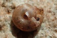 Paralaoma servilis