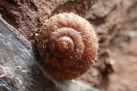 Xerotricha conspurcata