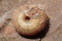 Xerotricha conspurcata