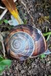 Helix lucorum