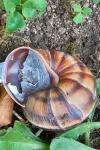 Helix lucorum