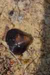 Corbicula fluminea
