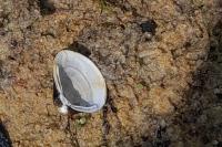 Corbicula fluminea