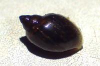 Physella acuta