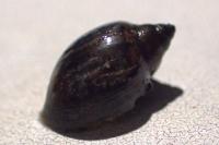 Physella acuta