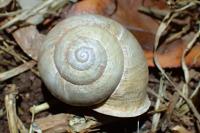 Eobania vermiculata