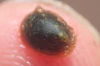 Ancylus fluviatilis