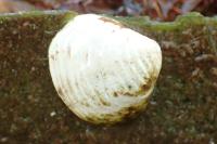 Corbicula