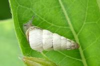 Cochlicella acuta