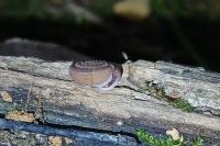 Trissexodon constrictus
