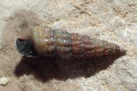 Bittium reticulatum