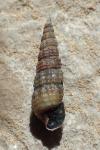 Bittium reticulatum