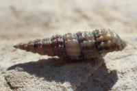 Bittium reticulatum