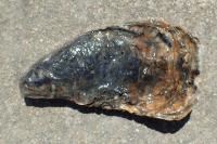Magallana gigas