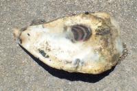Magallana gigas