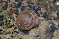 Trissexodon constrictus