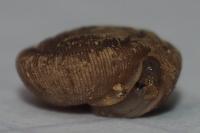 Trissexodon constrictus