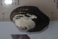 Potomida littoralis