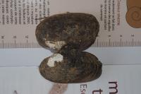 Potomida littoralis