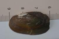 Pseudanodonta complanata