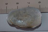 Pseudanodonta complanata