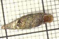 Macrogastra rolphii