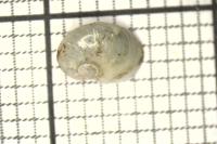 Semilimax pyrenaicus