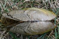 Anodonta anatina