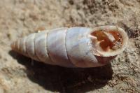 Solatopupa similis