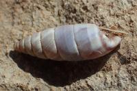 Solatopupa similis