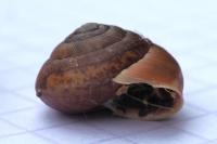 Hygromia limbata