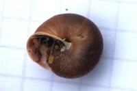Hygromia limbata