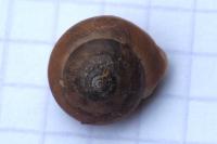Hygromia limbata