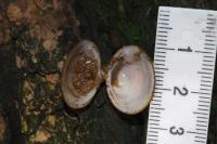 Corbicula fluminea