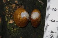 Corbicula fluminea