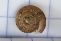Hygromia cinctella
