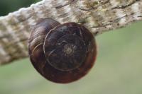 Helicigona lapicida