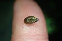 Physella acuta