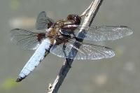 Libellula depressa